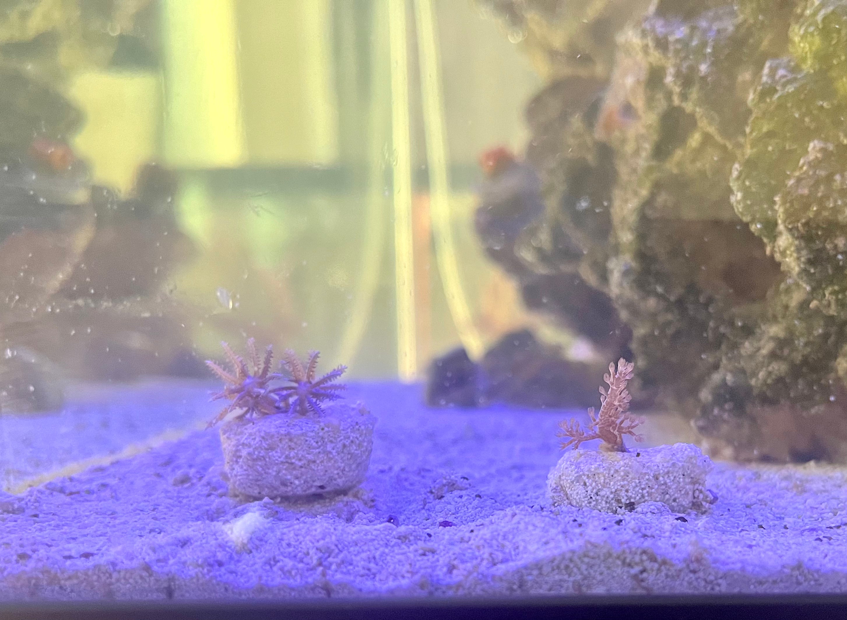 Purple Aragonite Frag Plugs for Coral Propagation – 1 Inch Frag Plugs