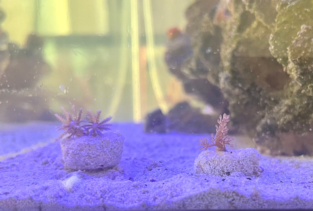 Frag Substrate Starter Pack - Assorted Frag Plugs and Frag Rock Discs