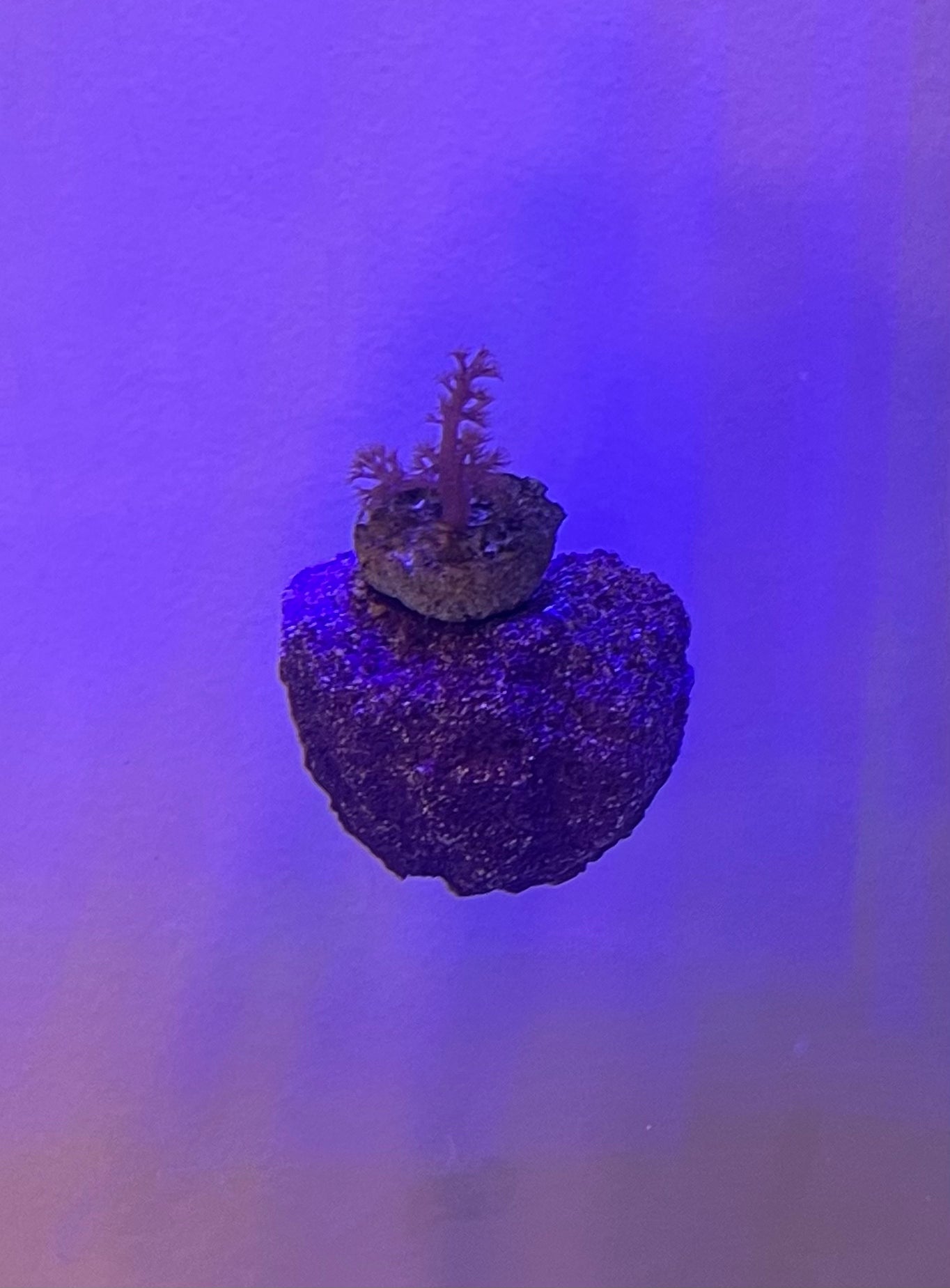 Frag Substrate Starter Pack - Assorted Frag Plugs and Frag Rock Discs