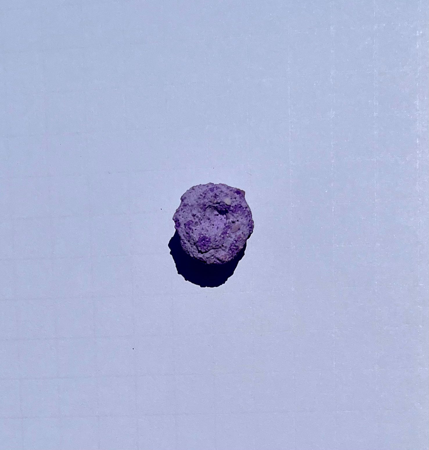 Purple Aragonite Frag Plugs for Coral Propagation – 1 Inch Frag Plugs