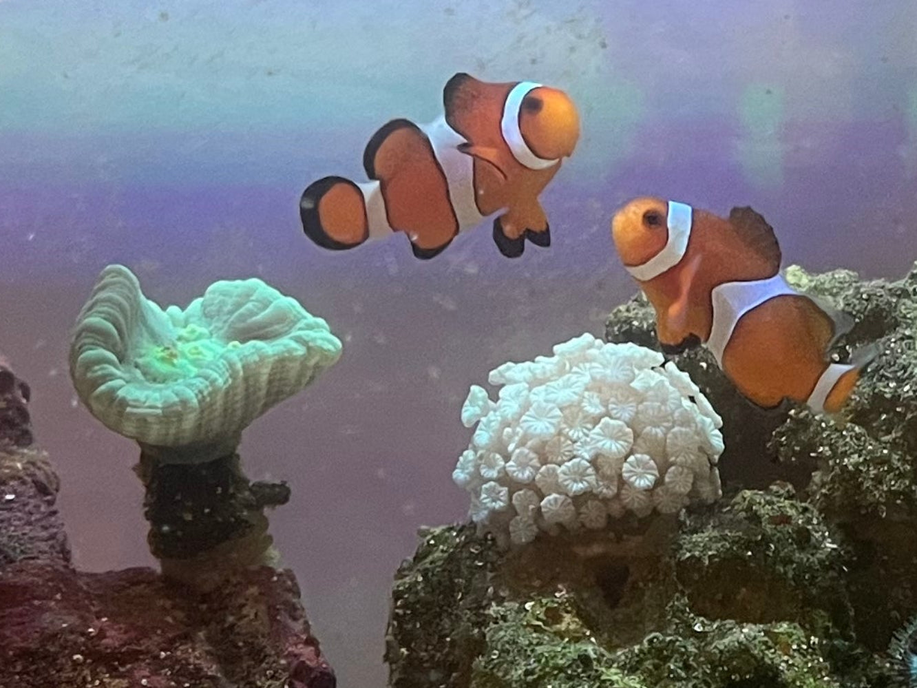 two clownfish homed a candy cane coral near an alveopora coral