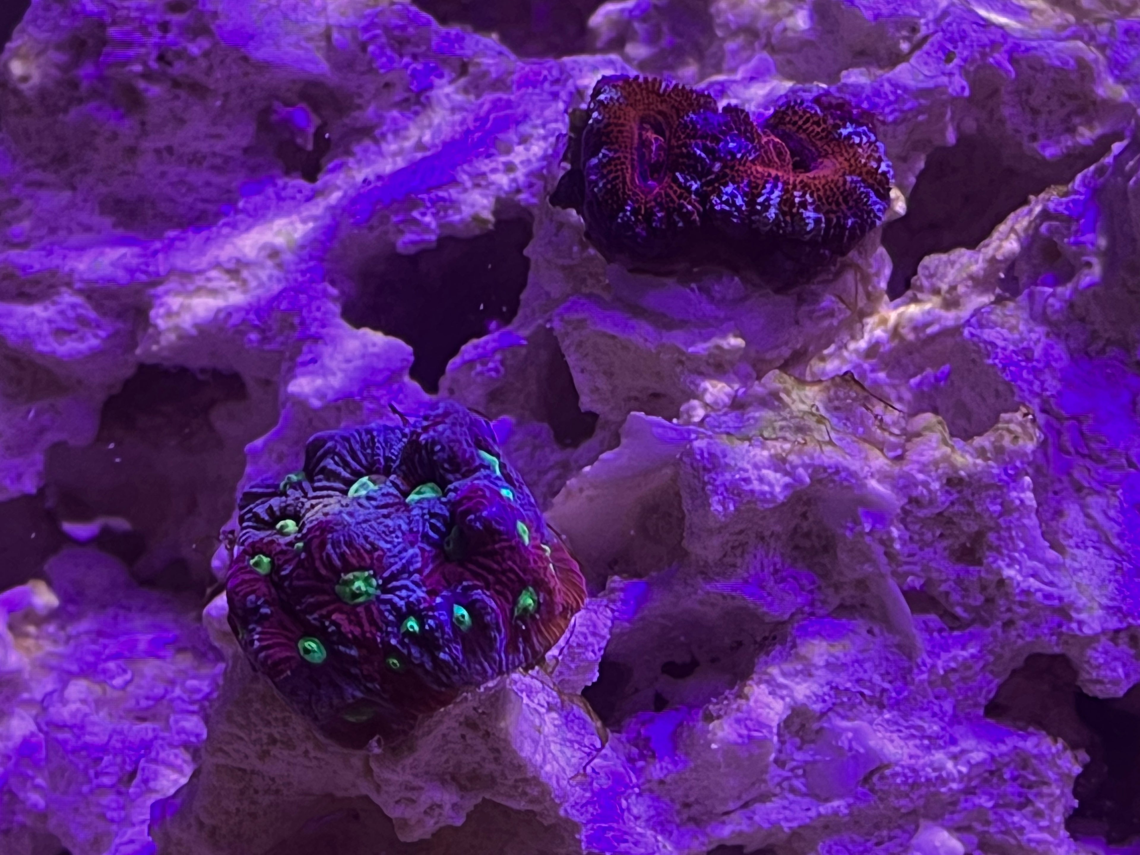 war coral frag and acan coral frag mounted to colonizing frag rock
