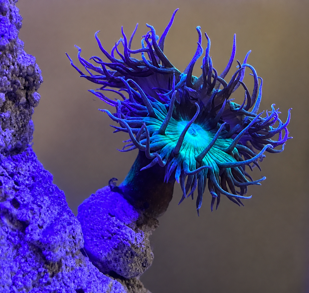 Coral Fragging Kit – Bone Cutters, Glue, Magnetic Frag Rock & Frag Plugs