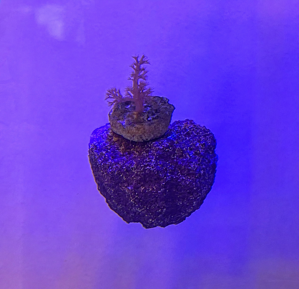 Coral Fragging Kit – Bone Cutters, Glue, Magnetic Frag Rock & Frag Plugs