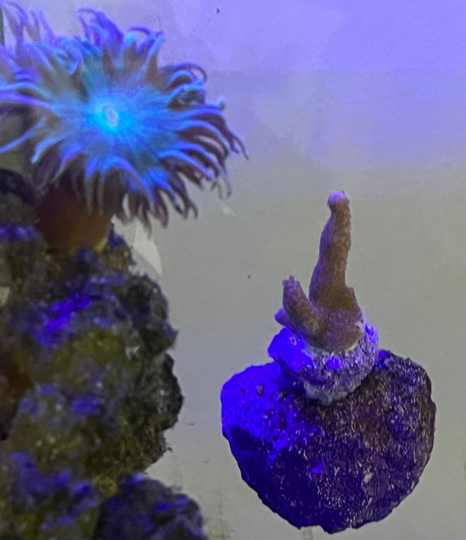 Magnetic Frag Rock (Set of 2) – Magnetic Coral Frag Mounts