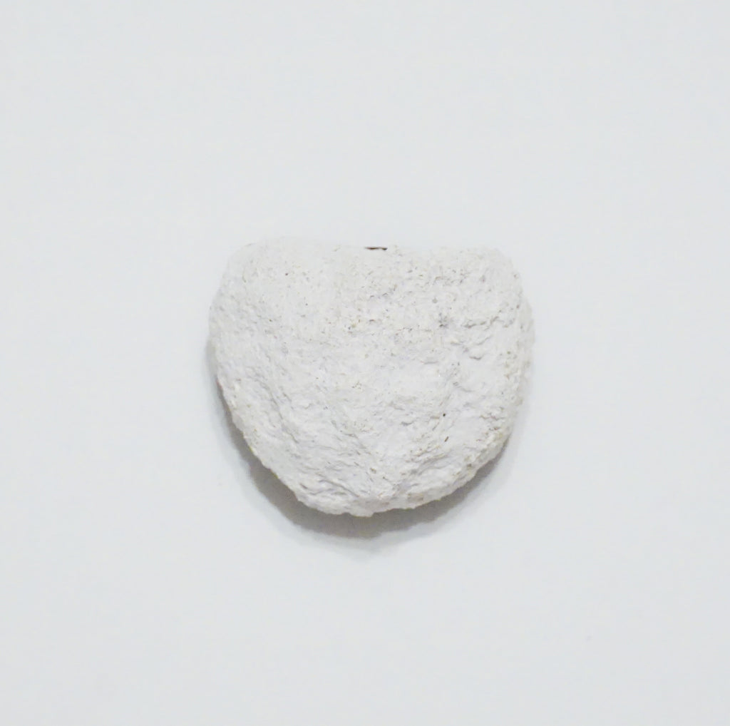 Magnetic Frag Rock (Set of 2) – Magnetic Coral Frag Mounts