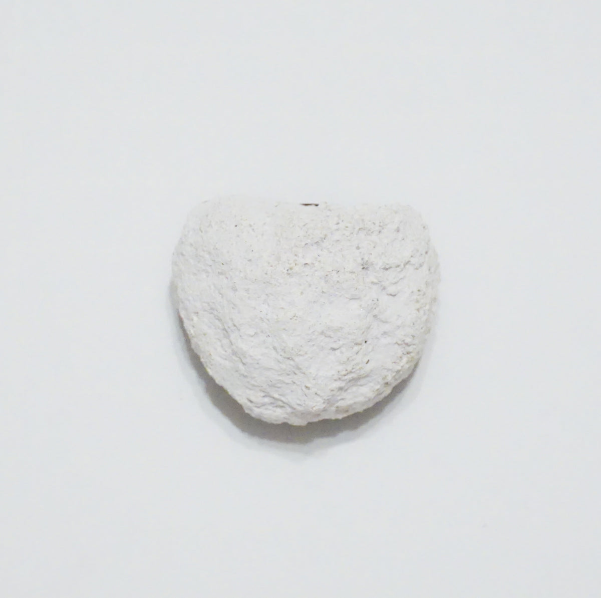Magnetic Frag Rock (Set of 2) – Magnetic Coral Frag Mounts