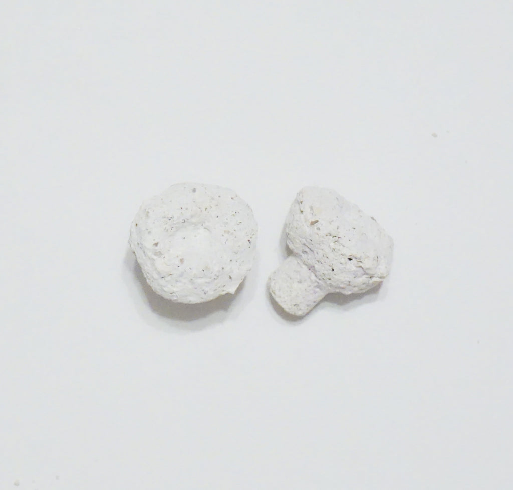 White Aragonite Frag Plugs – 1" Coral Frag Plugs