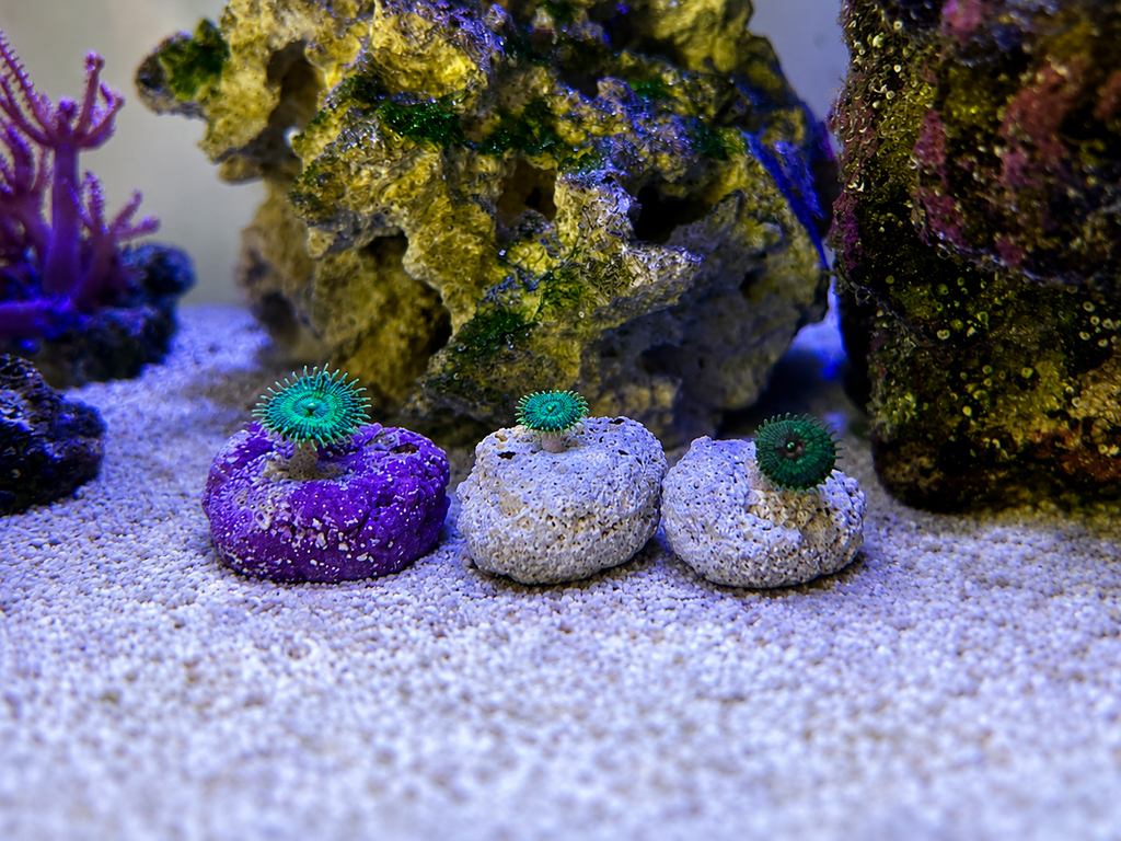 Coral Fragging Kit – Bone Cutters, Glue, Magnetic Frag Rock & Frag Plugs