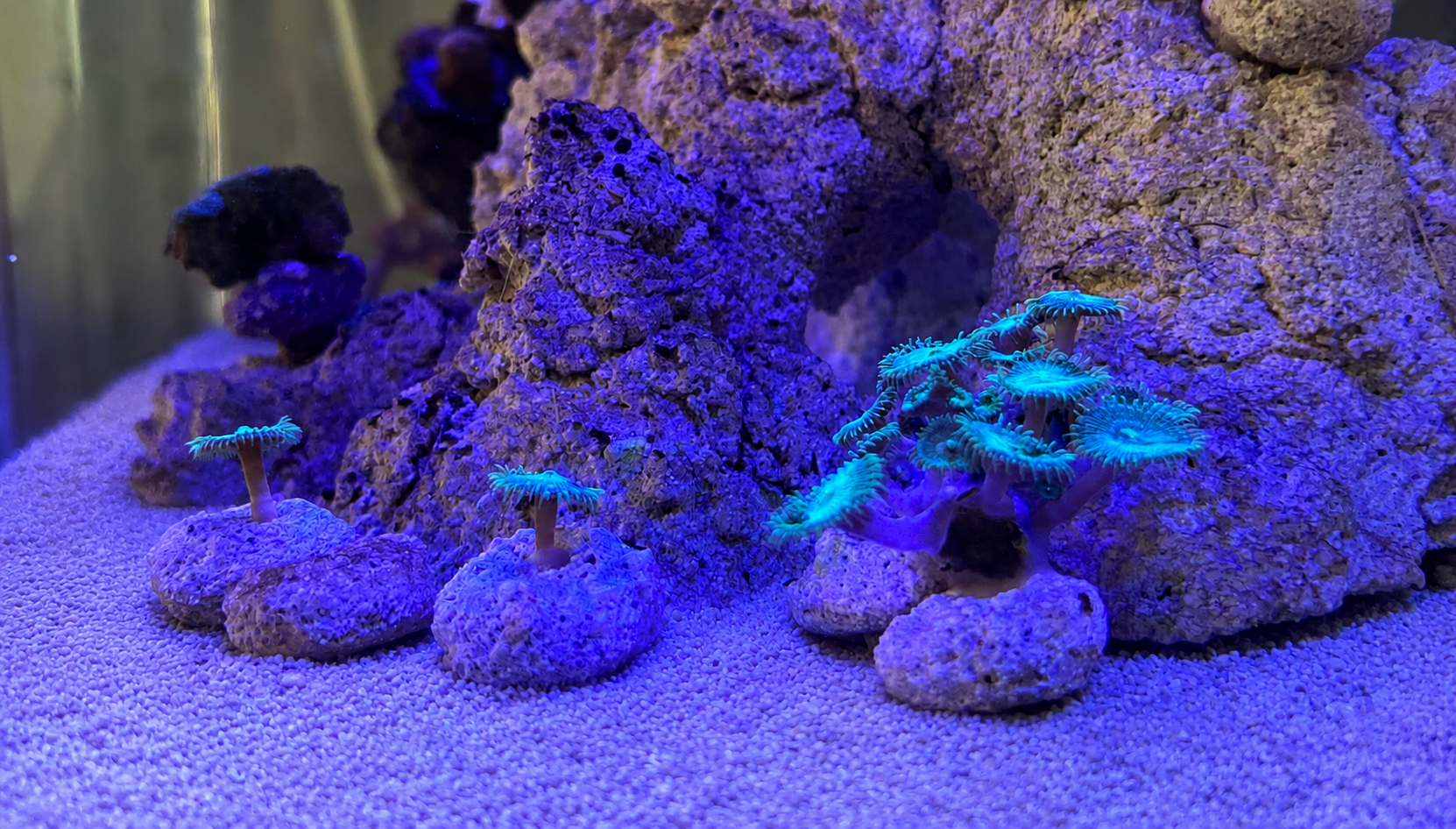 White Aragonite Frag Plugs – 1" Coral Frag Plugs